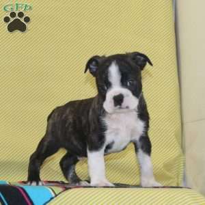 Texas, Boston Terrier Puppy